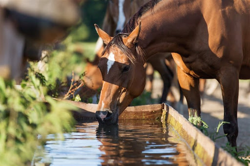 میزان آب مورد نیاز اسب ها | مجموعه سوارکاری و وپرورش اسب ماهان شیراز