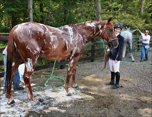 نکاتی در مورد حمام کردن اسب ها