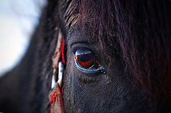 رنگ چشم اسب