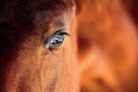 رنگ چشم اسب| باشگاه سوارکاری ماهان