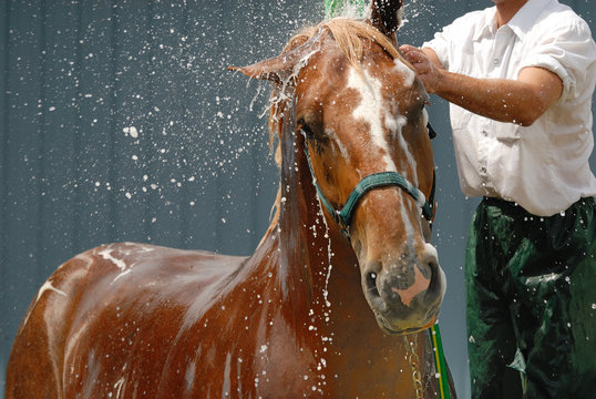 حمام تابستانی  اسب ها| باشگاه سوارکاری ماهان