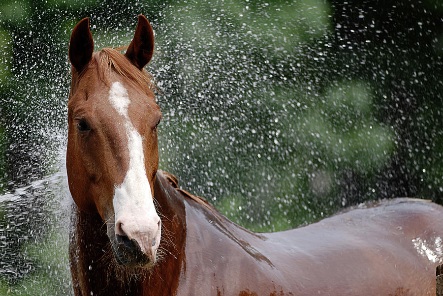 حمام تابستانی اسب | باشگاه سوارکاری ماهان