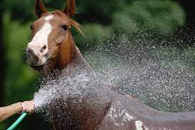 حمام تابستانی برای اسب ها| باشگاه سوارکاری ماهان