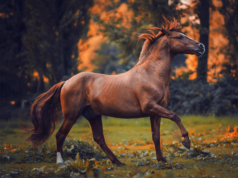 چگونه از اسب خود بعد از سواری مراقبت کنیم؟