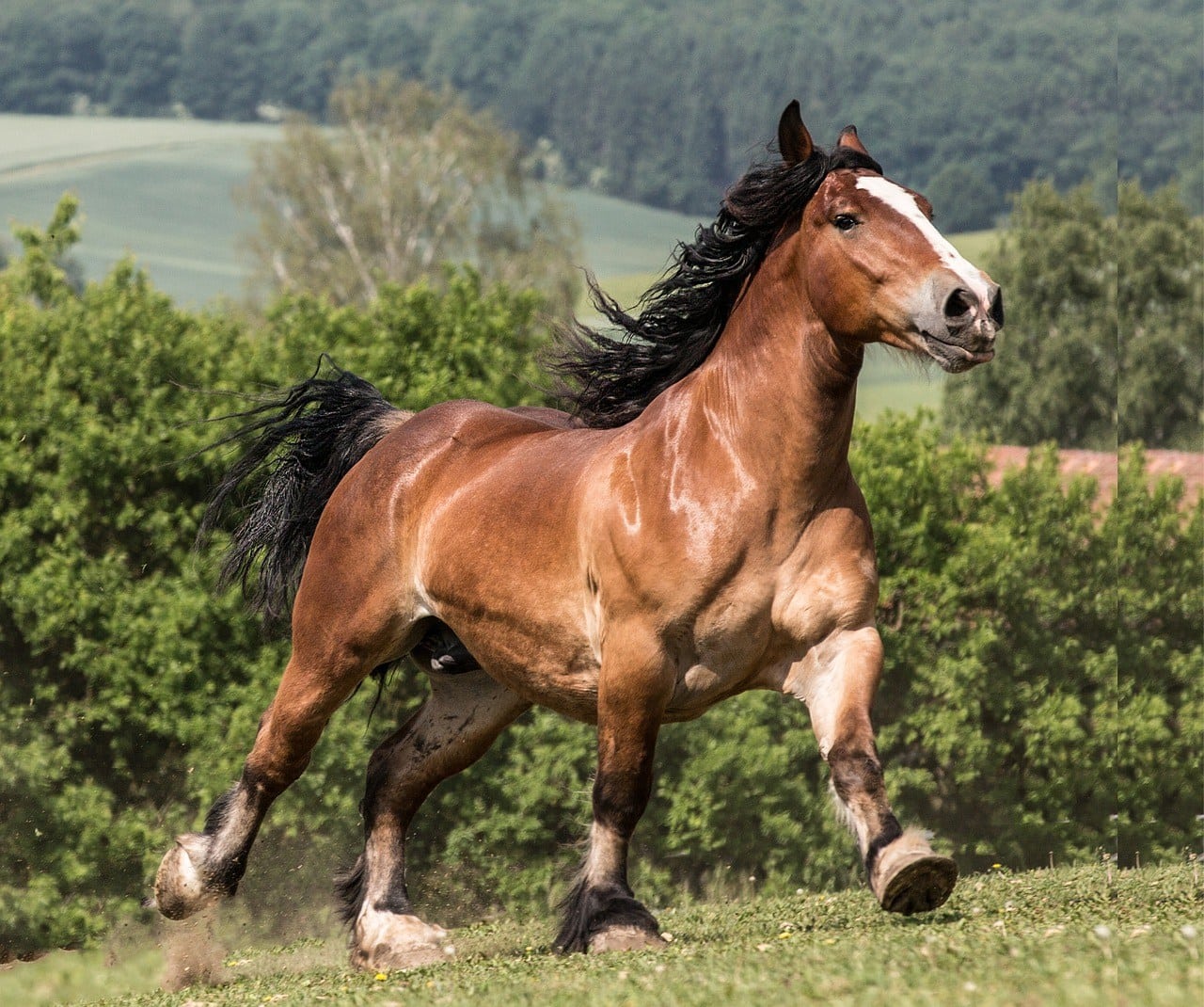 بهترین نژادهای اسب در دنیا