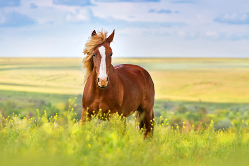 اسب وقتی صدای شما را می شنود به چه فکر می کند؟