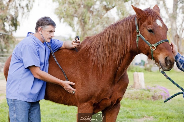بهداشت و درمان اسب | باشگاه سوارکاری ماهان