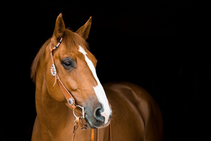 احساسات در اسب ها | باشگاه سوارکاری ماهان