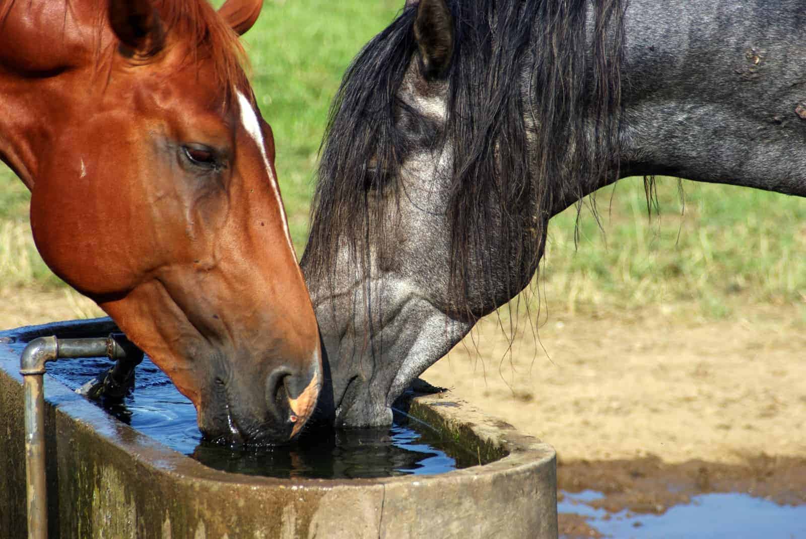 میزان آب مورد نیاز اسب ها