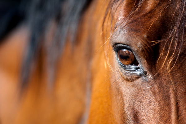 دانستنی های جالب درباره حس بینایی اسب ها