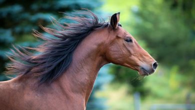 ارتباط اسب و دیگر حیوانات | باشگاه سوار کاری کاهان