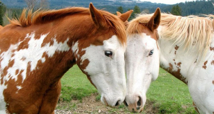 مشکلات رفتاری در اسب ها