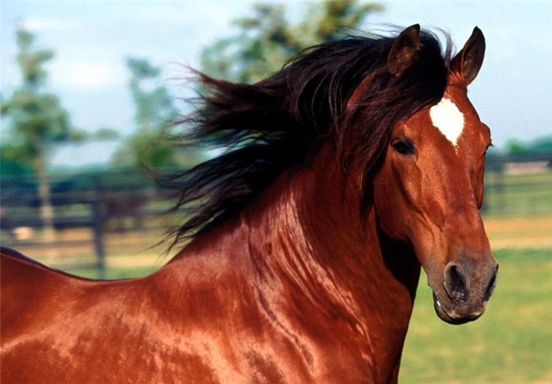 اصول مراقبت از اسب | باشگاه سوارکاری ماهان