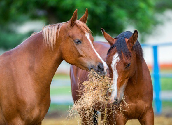 کاهو برای اسب | باشگاه سوارکاری ماهان