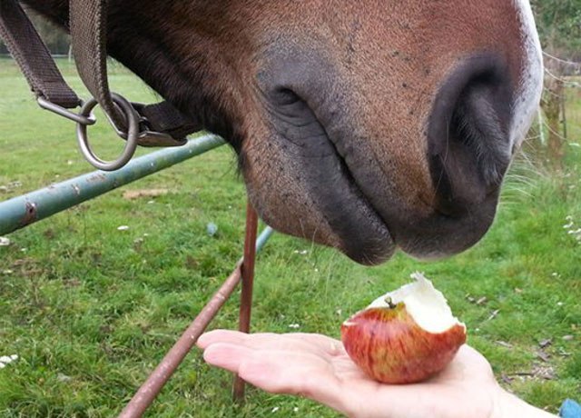 میوه و سبزیجات مورد علاقه اسبها