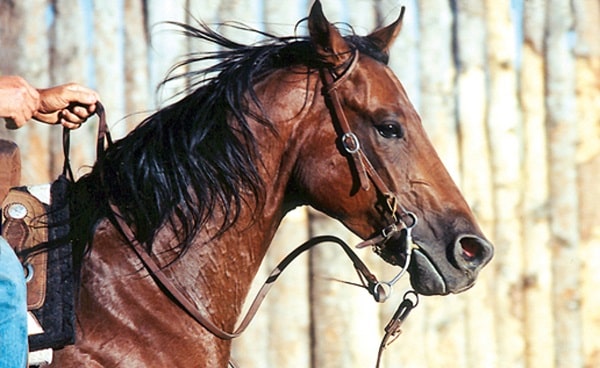 علت تعریق اسب ها | مجموعه سوارکاری ماهان