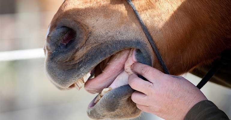 مراقبت های دامپزشکی اسب ها | باشگاه سوارکاری ماهان