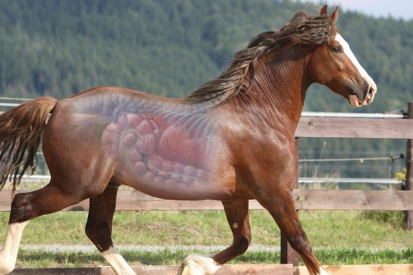 اختلالات گوارشی در اسب ها