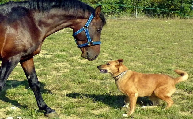 اسب و سگ و زبان بازی مشترک آنها | باشگاه سوارکاری ماهان