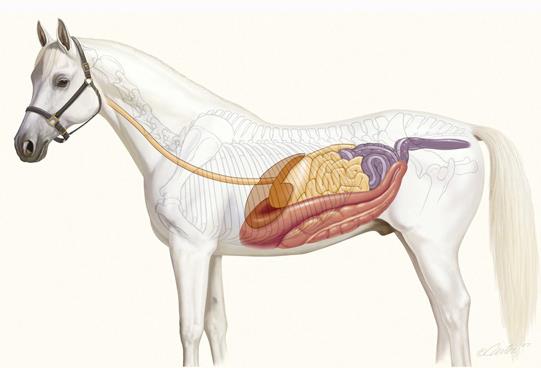 بررسی و درمان اختلالات گوارشی در اسب ها | باشگاه سوارکاری ماهان