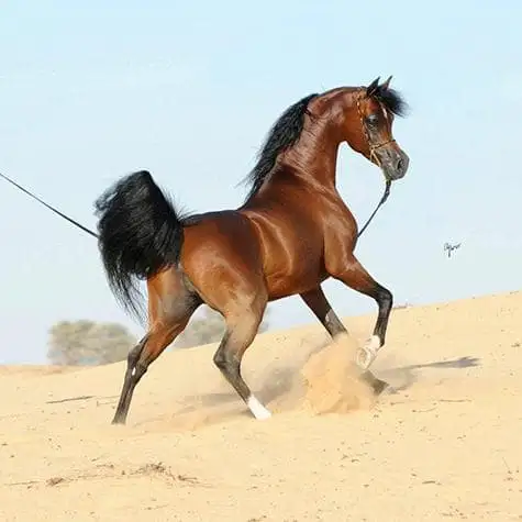 آشنایی با نژاد اسب عرب| باشگاه سوارکاری ماهان