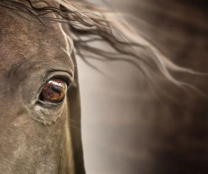 انواع رنگ چشم در اسب ها| باشگاه سوارکاری ماهان
