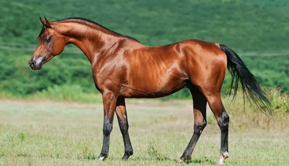 خرید اسب عرب | باشگاه سوارکاری ماهان