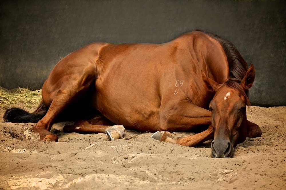 بیماری کولیک ( قوانج ) در اسب ها